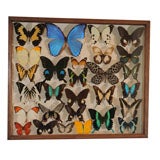 Collection of Exotic Butterflies and Moths