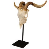 Antelope Skull with Horns Mounted on Custom Stand