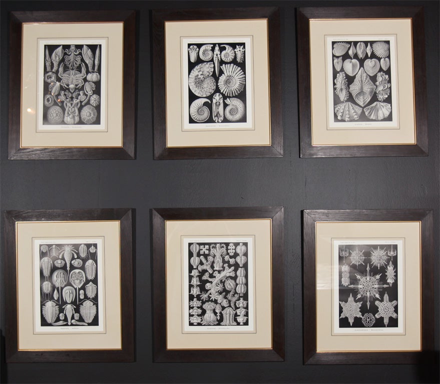 A set of original engravings from the works of Ernst Haeckel's 