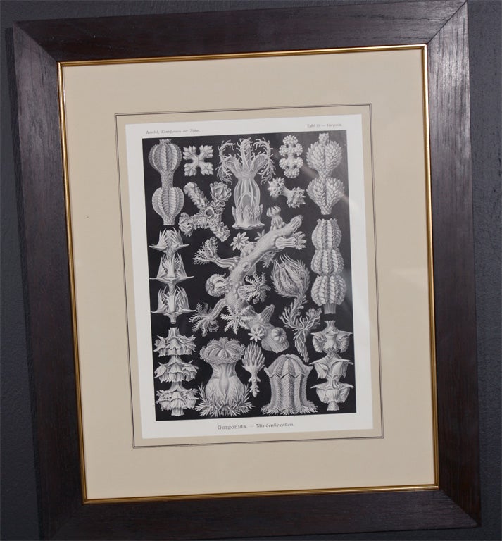Set of Engravings by Ernst Haeckel In Excellent Condition For Sale In Stamford, CT