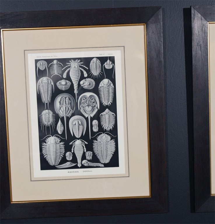 19th Century Set of Engravings by Ernst Haeckel For Sale