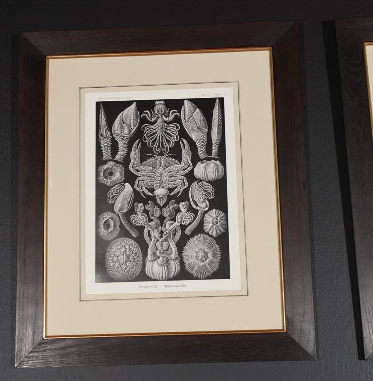 Set of Engravings by Ernst Haeckel For Sale 1