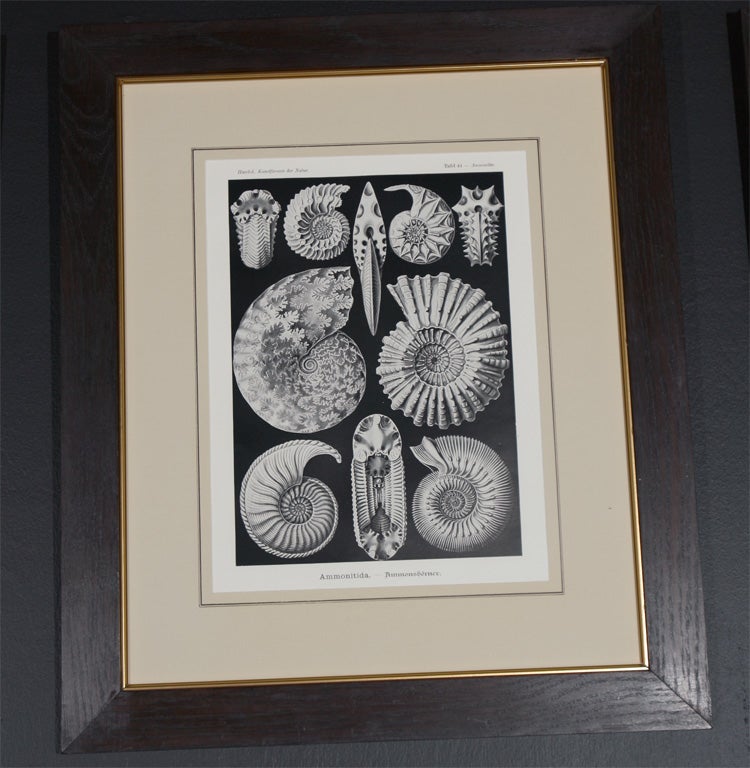 Set of Engravings by Ernst Haeckel For Sale 2