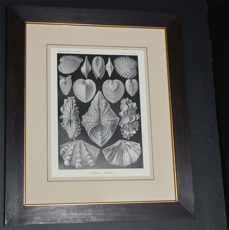 Set of Engravings by Ernst Haeckel For Sale 3