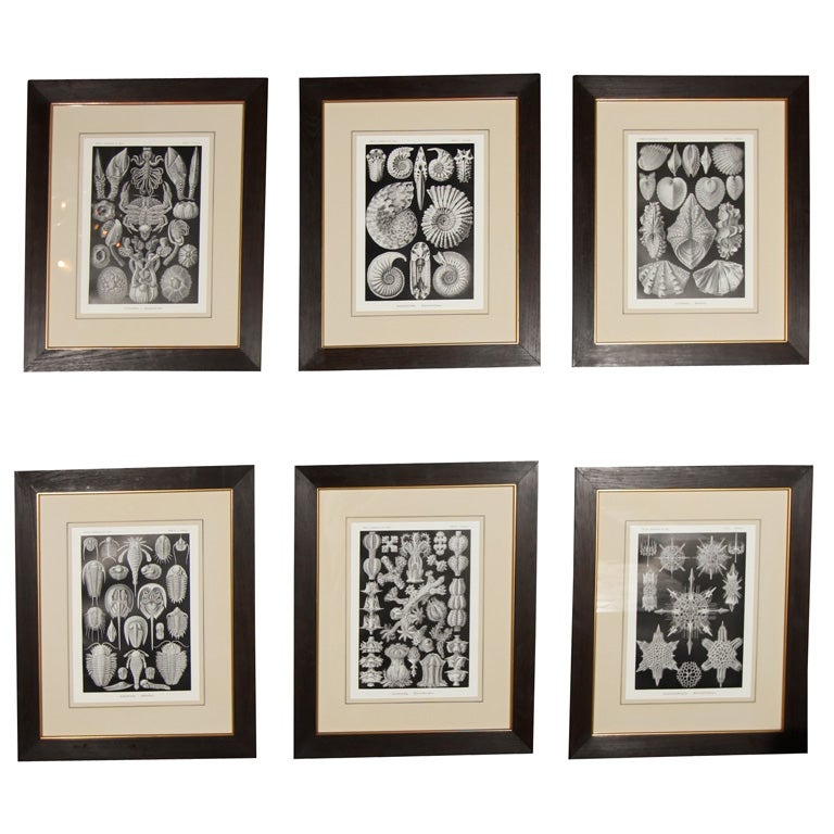 Set of Engravings by Ernst Haeckel For Sale