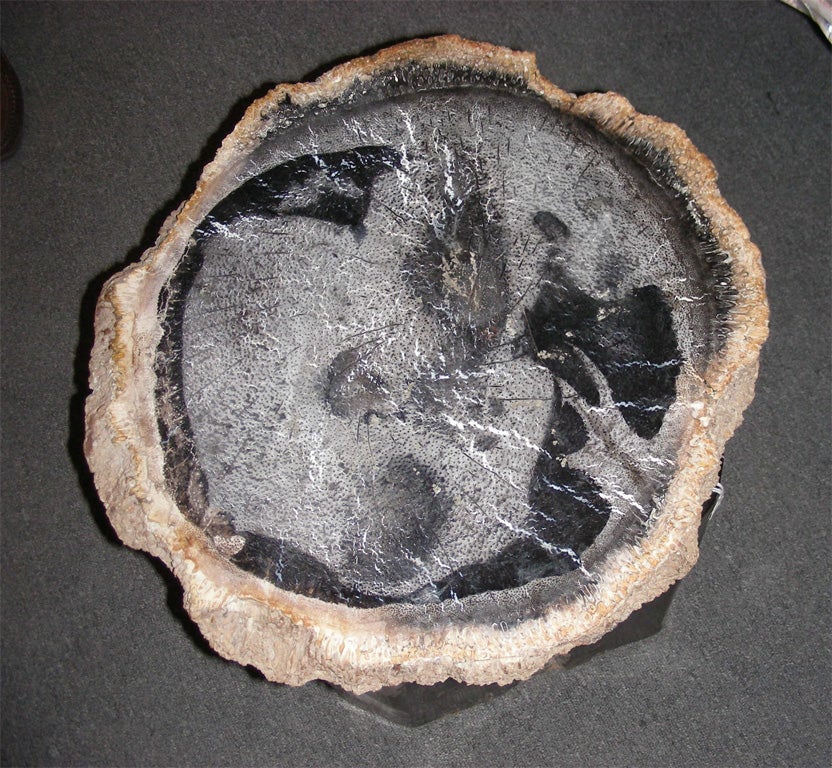 Section of a petrified palm tree