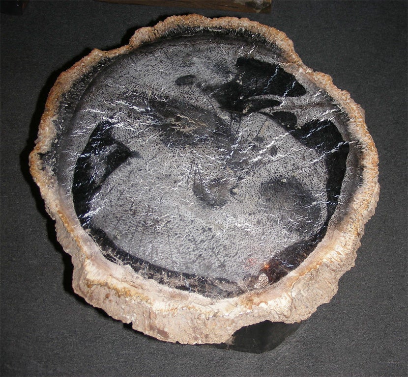 18th Century and Earlier Section of a Petrified Palm Tree For Sale