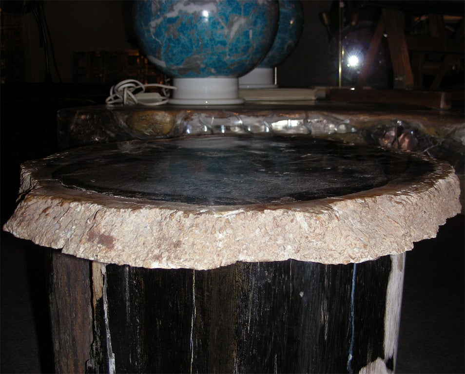 Section of a Petrified Palm Tree For Sale 1
