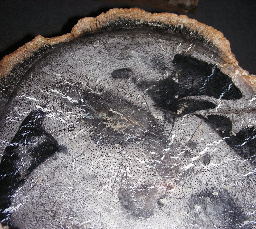 Section of a Petrified Palm Tree For Sale 2