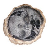 Section of a Petrified Palm Tree
