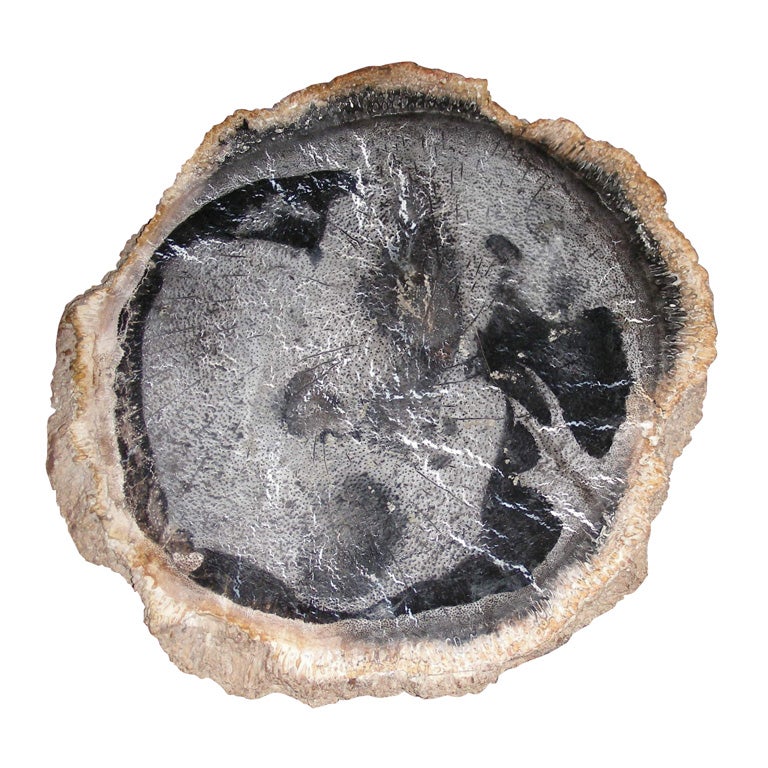 Section of a Petrified Palm Tree For Sale