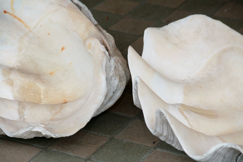Pair Vintage Giant Clam Shells