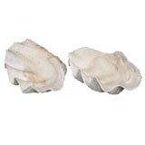 Pair Vintage Giant Clam Shells