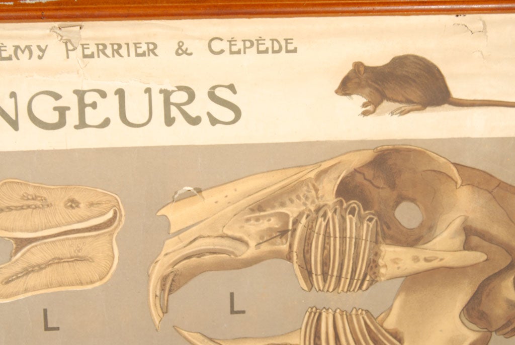Vintage French Anatomical Chart of a Rodent-by Remy Perrier 1