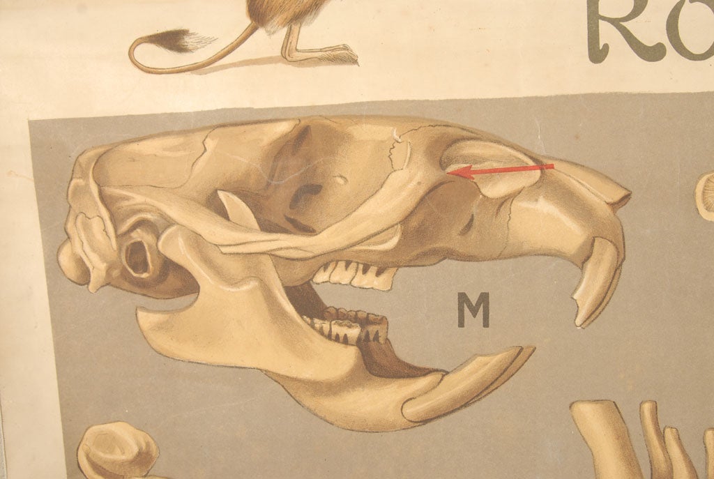 Vintage French Anatomical Chart of a Rodent-by Remy Perrier 2