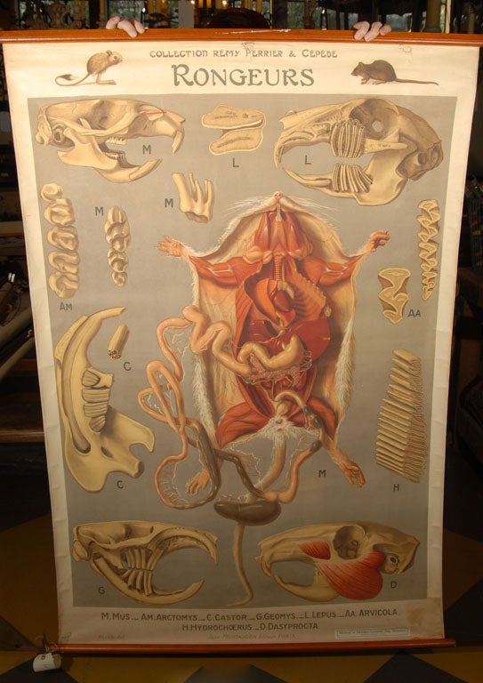 Dessin Original Anatomique De Grenouille - Cabinet De Curiosité - Collection Perrier Cépède - 105x149 Cm
