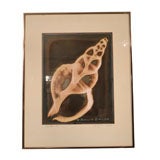 Used William Conklin X-Ray Print