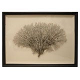 Giant Sea Fan in Large Distressed Roman Frame