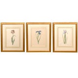 English Watercolors of Botanical Studies
