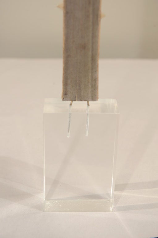 American Mounted Sawfish Rostrum