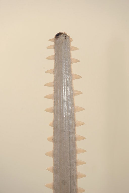 Mid-20th Century Mounted Sawfish Rostrum