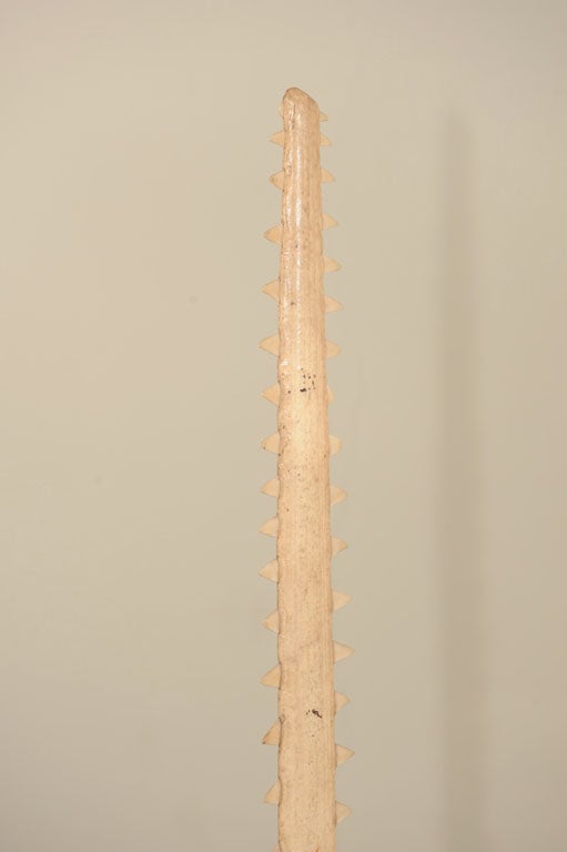 Mounted Sawfish Rostrum 1