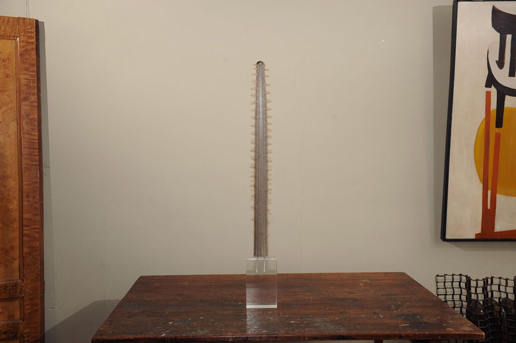 Mounted Sawfish Rostrum 2