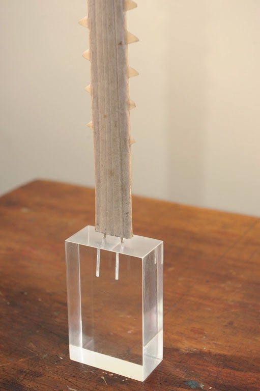 Mounted Sawfish Rostrum 3
