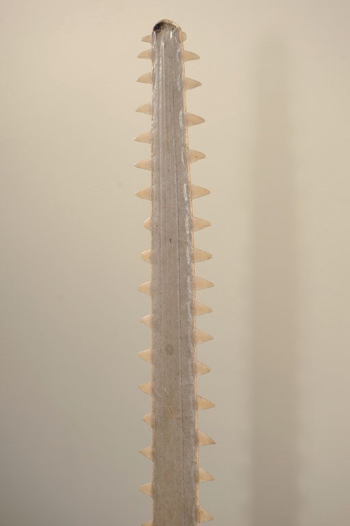 Mounted Sawfish Rostrum 4