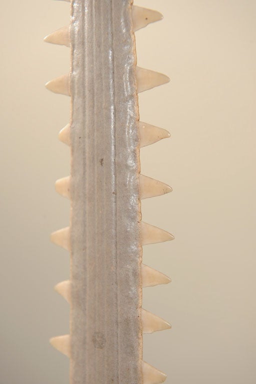 Mounted Sawfish Rostrum 5