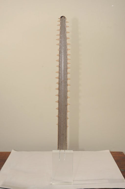 Sawfish Rostrum mounted on Lucite block