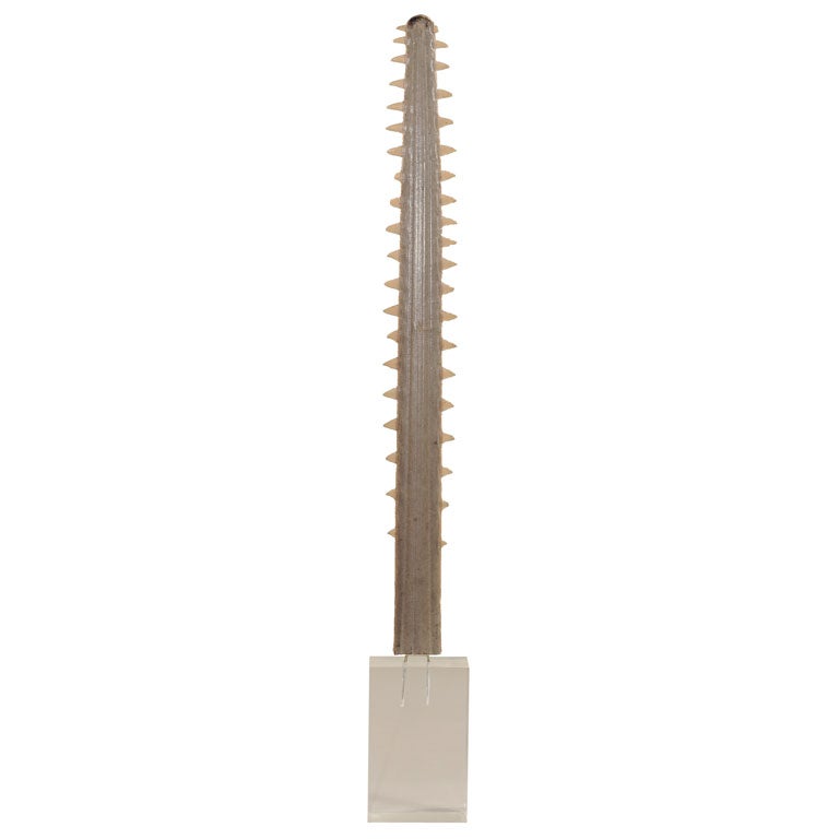 Mounted Sawfish Rostrum