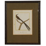 Antique Bird Prints in New Frames