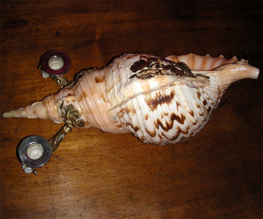 Candleholder with Shell For Sale 2