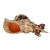 Candleholder with Shell
