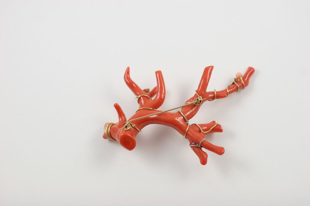 Magnificent Red Branch Coral Brooch 4
