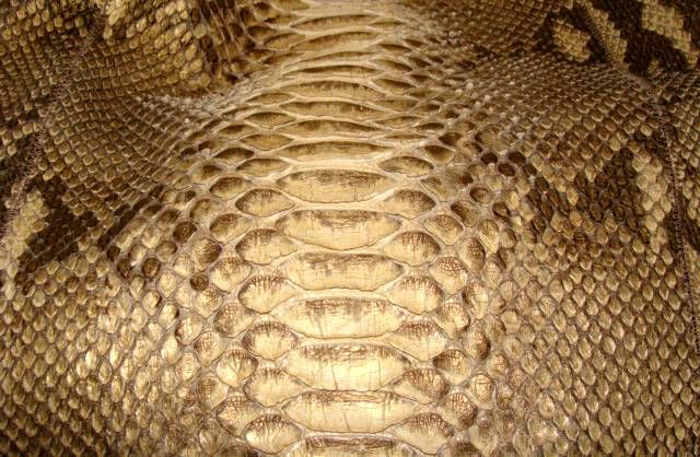 Gucci Snakeskin Hobo bag in Pearl and Metallic Python 3