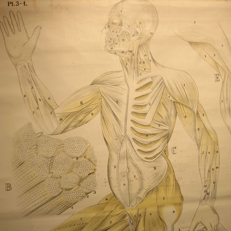 Human Anatomical Chart