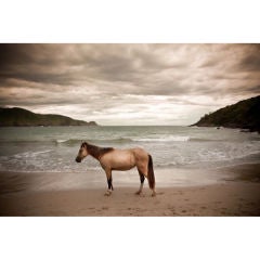 Large Color Photograph of a Horse on Beach