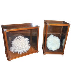 Pair of Mahogany Display Boxes with Coral