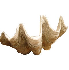 Antique Giant Clam Shell from Molucca Island