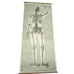 Vintage Anatomical Poster German Hygiene Museum