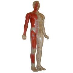 Anatomical Accupuncture Model