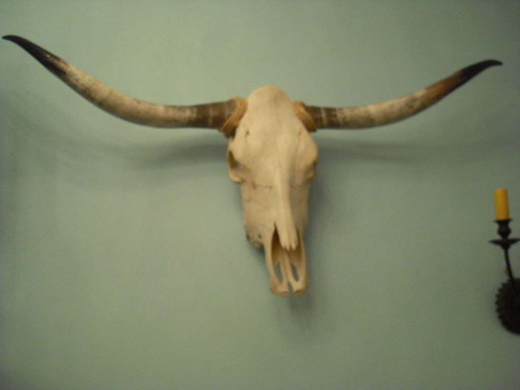 Texas Longhorn Skull
