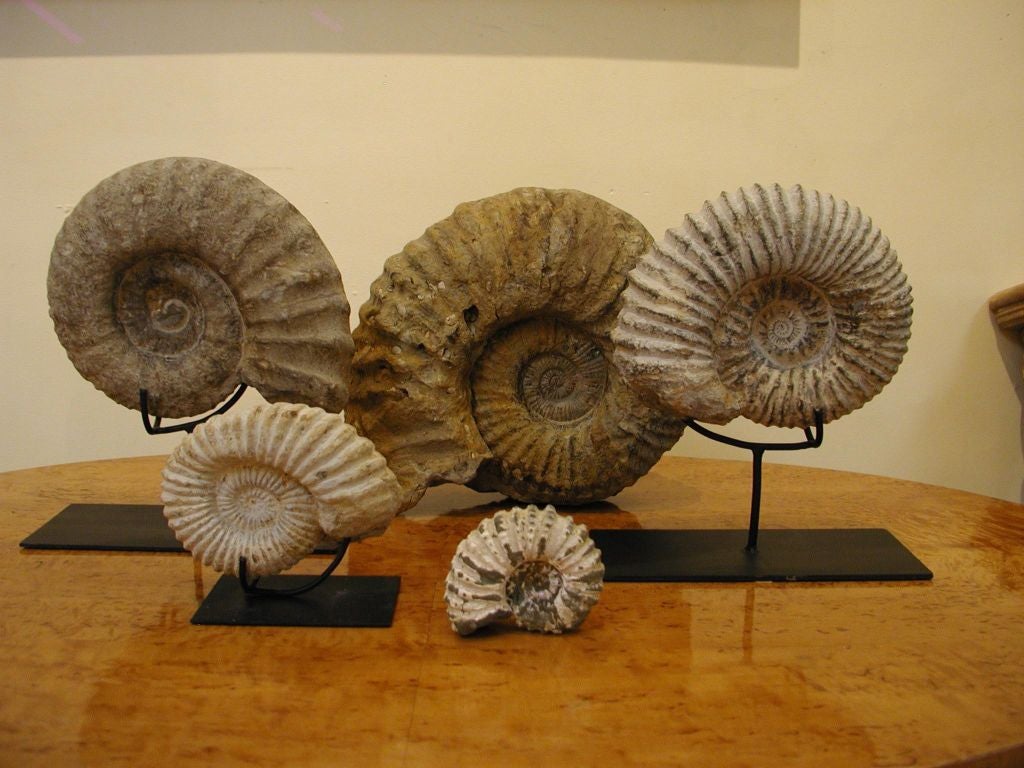 INDIVIDUALLY PRICED from $270-$1150. Million Year Old Highly Reticulated Nautilus Ammonite fragments, some with Customed Painted Steel stand.   Larger: $1150, (2) $Mid-sized 560 (one to the RIGHT is SOLD), (2) Smaller $350 & $270 respectively.
