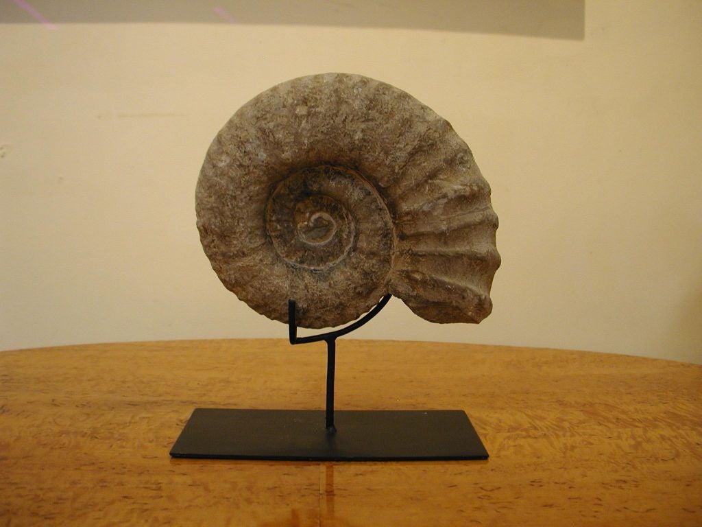 18th Century and Earlier Highly Reticulated Nautilus Ammonite fossil fragments