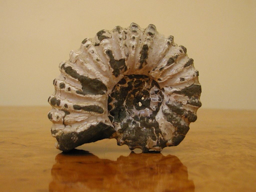 Highly Reticulated Nautilus Ammonite fossil fragments 1