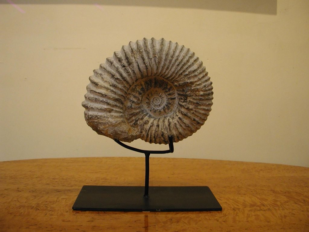 Highly Reticulated Nautilus Ammonite fossil fragments 2
