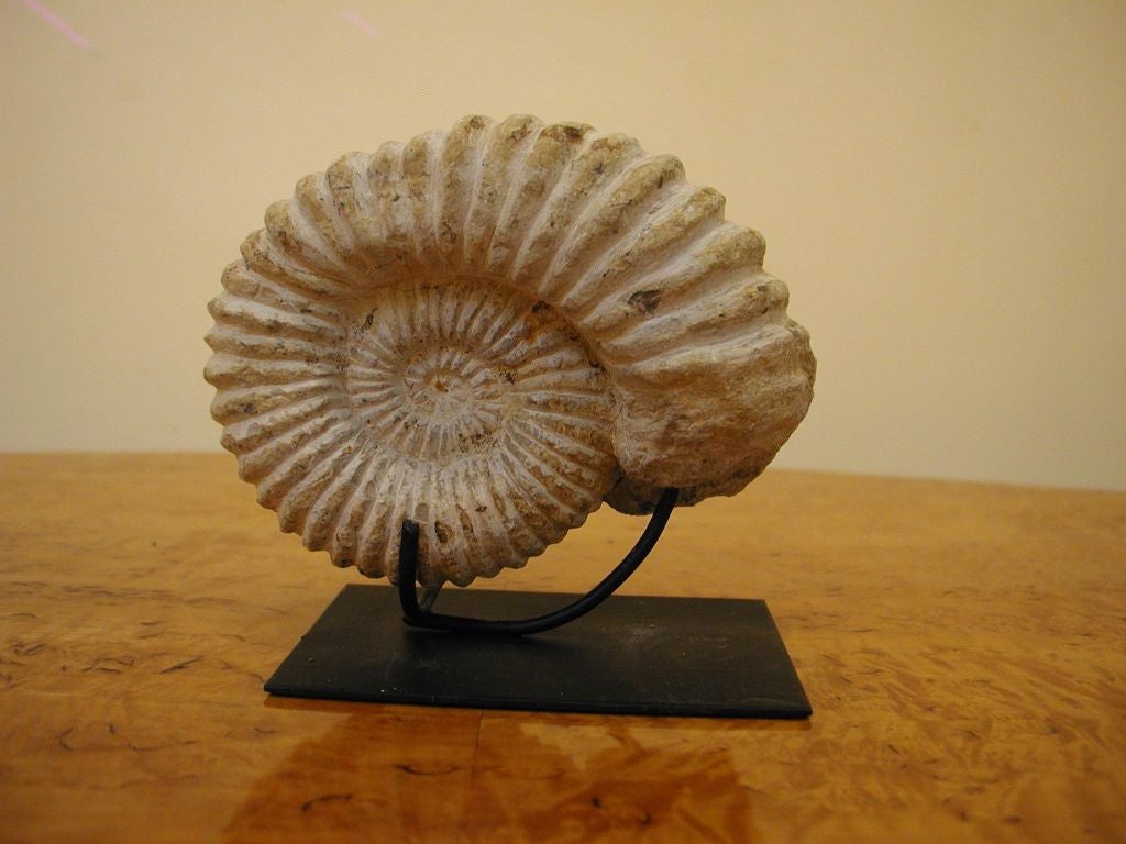 Highly Reticulated Nautilus Ammonite fossil fragments 3