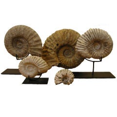 Highly Reticulated Nautilus Ammonite fossil fragments